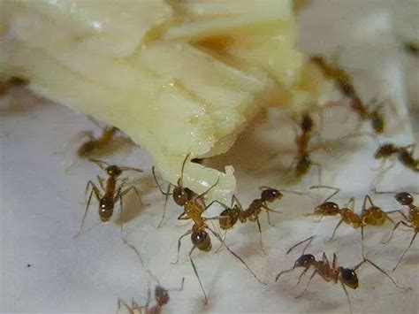 出現很多螞蟻 1988年是什么命